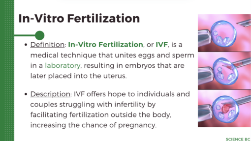 Pregnancy + ART + Embryonic and Fetal Development - Image 3